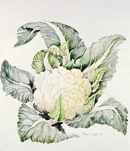 Étude de Chou-fleur, 1993 - Alison Cooper
